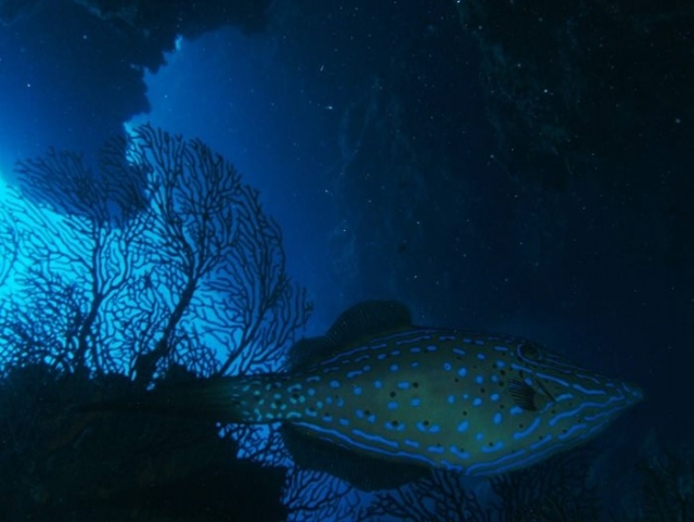 Fauna marina de Cozumel 